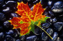 autumn leaf on black stones